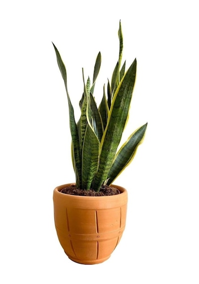 Sansevieria Trifasciata Paşa Kılıcı Fidanı 10-20 Cm