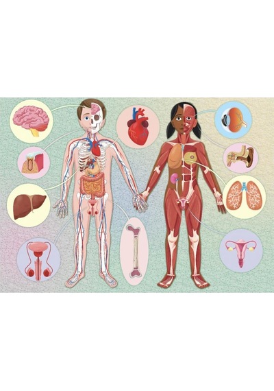 Human Body - The Ultimate Atlas Canlı Renkler