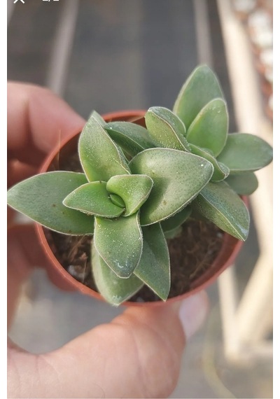 Loya Hoya Çiçeği Springtime Uzayan Sarkan Cins Minik 5.5cm