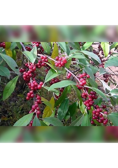 Güz Zeytini Eleagnus Umbellata Fidanı 150 -180 Cm Boyunda Me...
