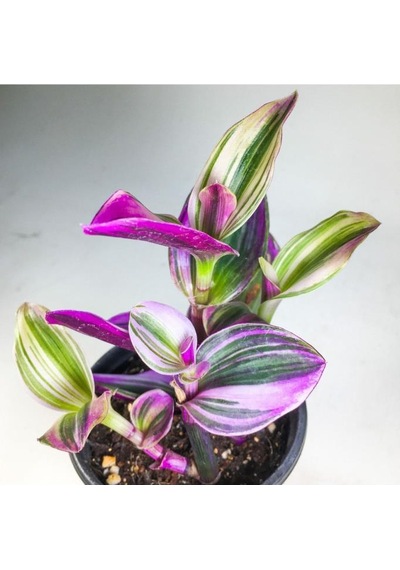 Tradescantia Nanouk Pembe Telgraf Çiçeği 8.5 Cm Saksıda