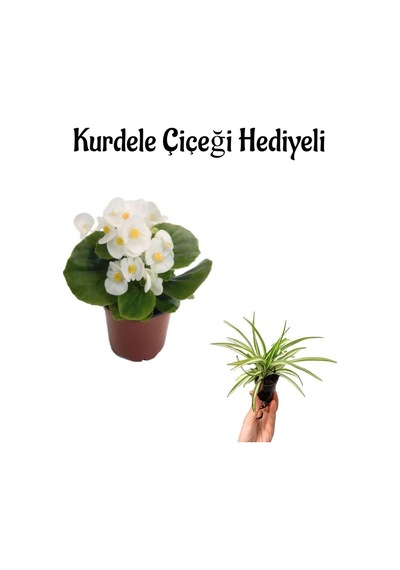 Beyaz Renk Şeker Begonya Çiçeği Sevgililer Gününe Özel Kurdele Çiçeği Hediyeli