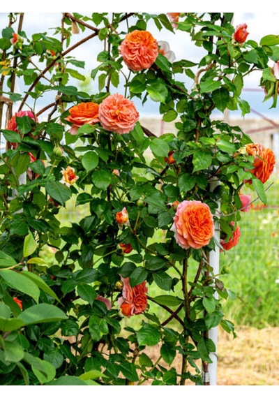 Avantajlı Sarmaşık Gül Turuncu Renkli 60 80 Cm 1 Adet Saksılı Aşılı Gül Orange Rose