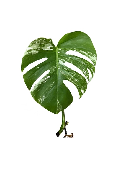 Monstera Deliciosa 'albo Variegata' Çelik