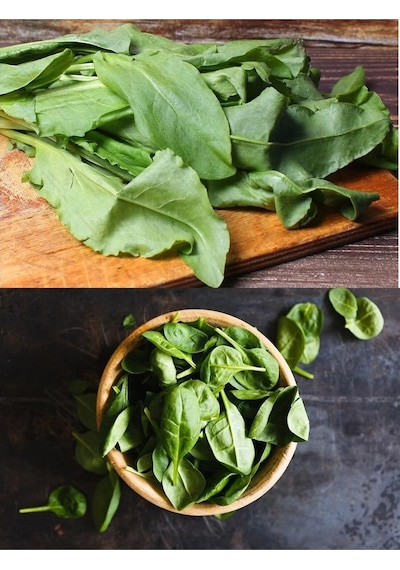 Geniş Yapraklı Kuzukulağı Labada Tohumu Atalık Large Leaf Sorrel