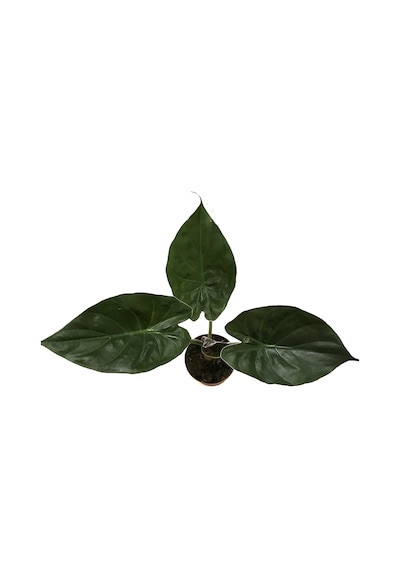 Alocasia Wentii (Fil Kulağı) Ø12 CM Y35-40 CM