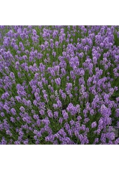 Lavandula Angustifolia Lavanta Çiçeği Tohumu 10 GRam