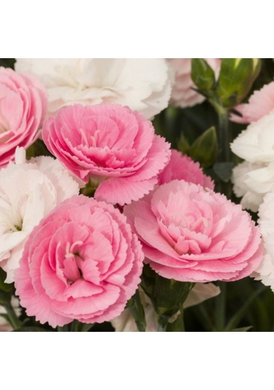 Pastel Renkler Sweet Pleasure Light Pink Kokulu Karanfil Fidesi 1 Adet