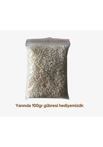 Crimson Sweet Karpuz Tohumu 10 Gr Ort: 200 Adet + 100gr Gübre