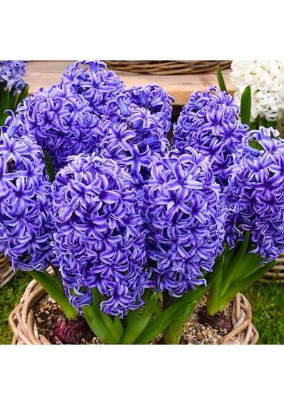 Blue Jacket Hyacinthus Oriantalis Koyu Mavi Sümbül Soğanı 3 Ade