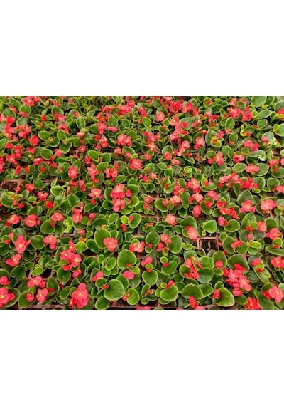 Begonya Çiçeği Kırmızı Begonıa Semperflorens 90 Adet