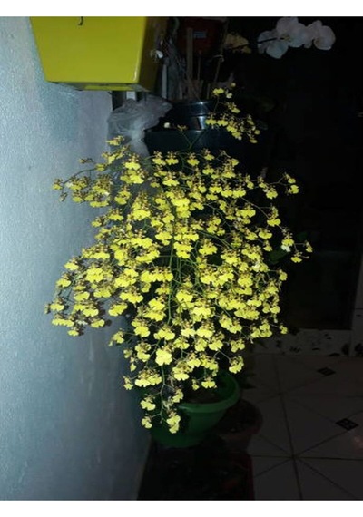 Çalı Yasemin Sarı Yasemin Fidanı 80-120 Cm 1 Adet Tüplü Jasminum Nudiflorum
