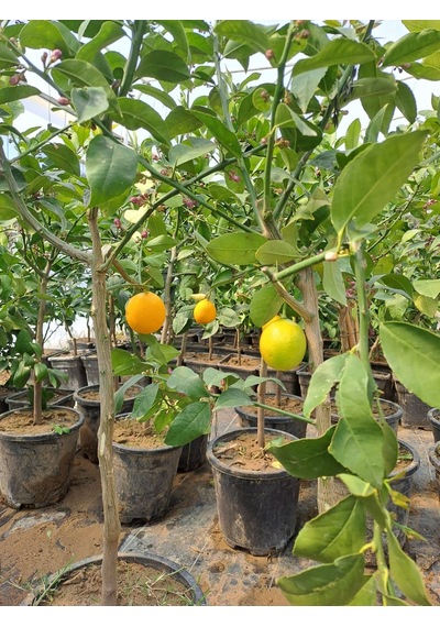 4 Taş Tam Bodur Tijli Yediveren Limon Fidanı