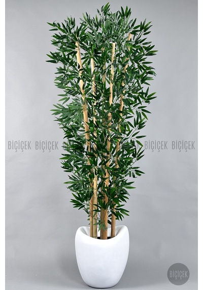 Zen Bambu Ağacı 240 Cm Beyaz Bone Saksıda