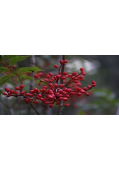 Çitlembik Menengiç Pistacia Terebinthus Fidanı 1-2 Yaş