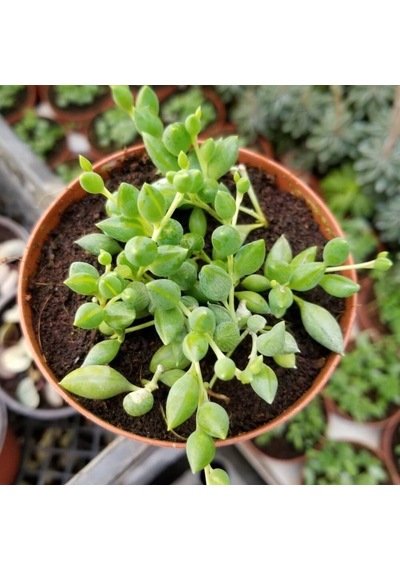Söbe-boncuk Çiçeği Sukulent,senekio Klenia Rowleyanus 8 Cm Saksı