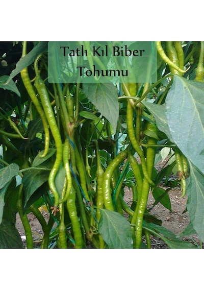 6'li No7 Çeri Domates Salatalık Tohumu Frenk Maydanoz Tohumu 1 Kg Kıska Soğan Tohumu Iska