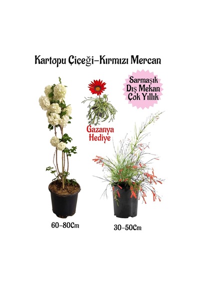 Kartopu Çiçeği 1 Adet +kırmızı Mercan 1 Adet+kırmızı Gazanya Hediye Saksılı Bahçe Seti