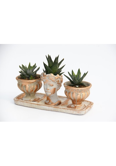 Trio Helen Orange Sukulent Seti - Haworthia Pumila. Limifolia