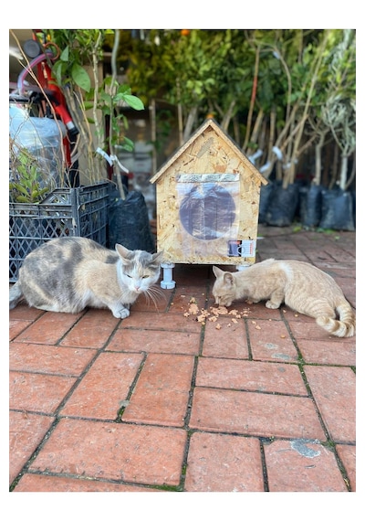 Reyo Narım Kedi Evi, Yerden Yüksek Kedi Yuvası, Su Ve Isı Yalıtımı İç Ve Dış Mekan Kedi Barınağı 33x38x40cm - Monteli Teslimat