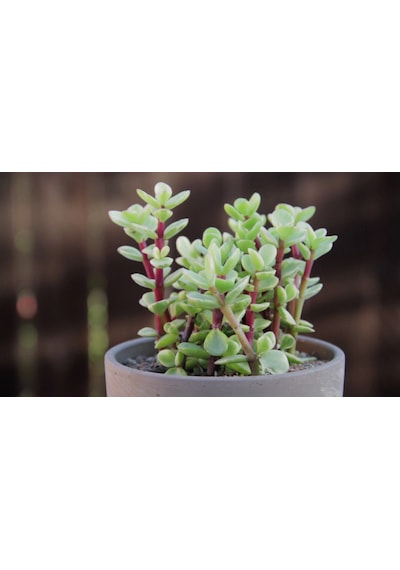 Portulacaria Afra Variegata - 5 Adet Sukulent - Teraryum Bit