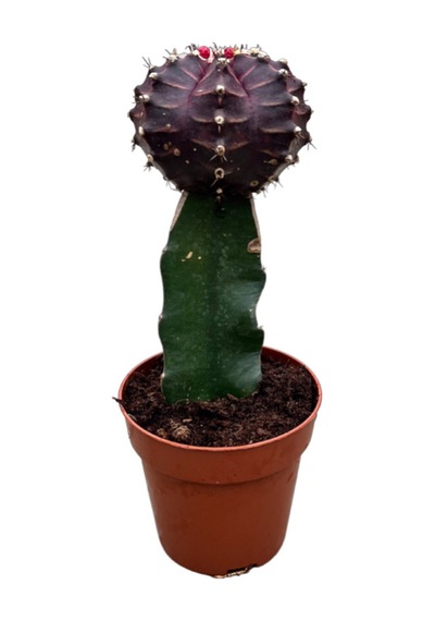 Gymnocalycium Mihanovichii - Bordo 1 Adet