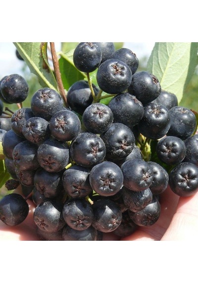 Viking Siyah Aronya Siyah Aronia Chokeberry Fidanı 10-20 Cm