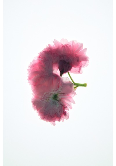 Zara Vıolet Blossom Edp 90 Ml Parfüm Amber - Çiçeksi