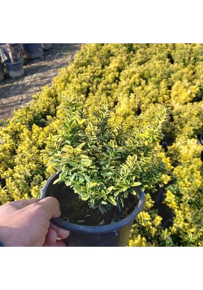 10 Adetaltuni Çıtır Taflan Saksıda. 15-20 Cm. Çok Dallı