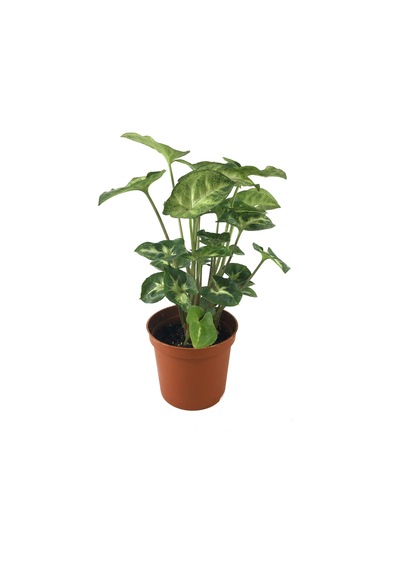 Syngonium Podophyllum 'Pixie' (Melek Kanadı Çiçeği) Ø5,5 CM Y10-15 CM