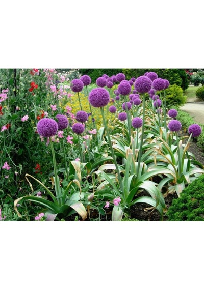 Tohum Dünyam 20 Adet Giant Ball Onion Allium Christophii Huge Hardy Perennial Tohumu