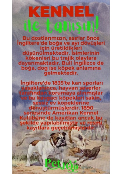 Petjoo 16.Kennel Yeşil-Kırmızı Qr'lı Köpek Künyesi