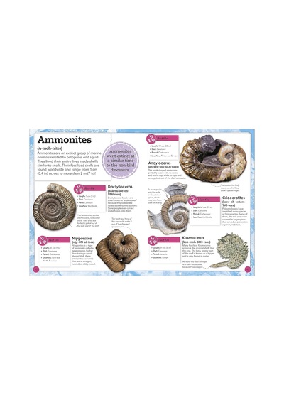 My Book Of Fossils: A Fact-filled Guide To Prehistoric Life