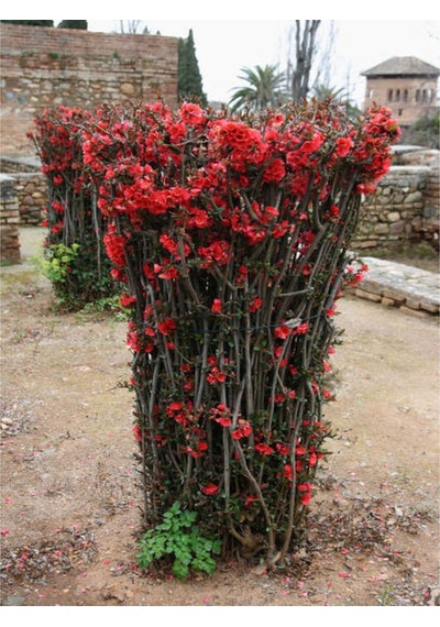 Videolu Japon Ayvası Bitkisi Fidanı 35 75 Cm 1 Adet Tüplü Dış Mekan Ağaç Japanese Quince