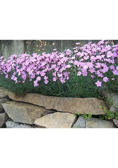 Dianthus Kır Pembesi Çiçeği Tohumu 50 Adet Sku: Smgstk822ed23c1c