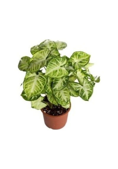 Syngonıum Sarmaşığı Okbaşı Sarmaşığı Fidanı 10-20 Cm