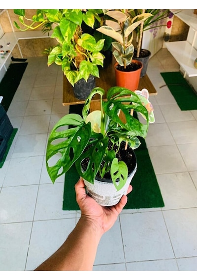 Monkey Monstera Özel Tür Salon Bitkisi
