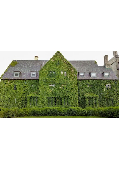 Hedera Sarmaşık 5 Adet 50-100 Cm Sarılıcı Bitki