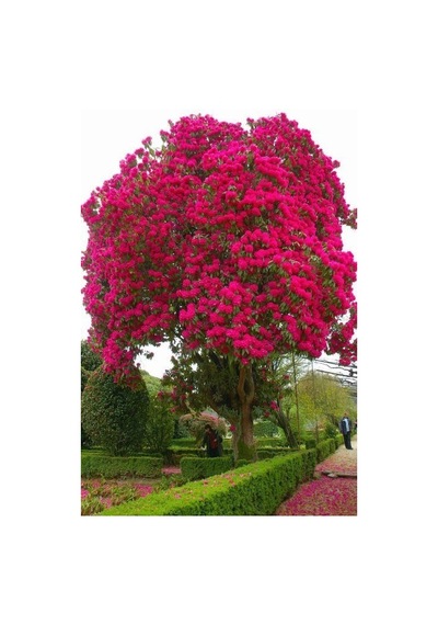 Tüplü Pembe Oya Ağacı Fidanı 50-70 Cm. Her Mevsim Dikilebilir