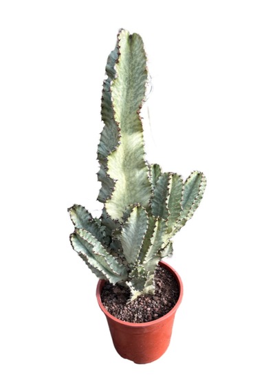 Euphorbia Erythraeae 'variegata'