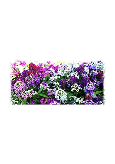 Alyssum Karışık Renk Çiçekli Kokulu Çiçekler500+Tohum N113793