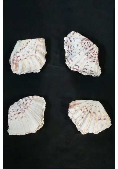 İki Parçalı Deniz Kabuğu Tridacna Gigas 9dk2