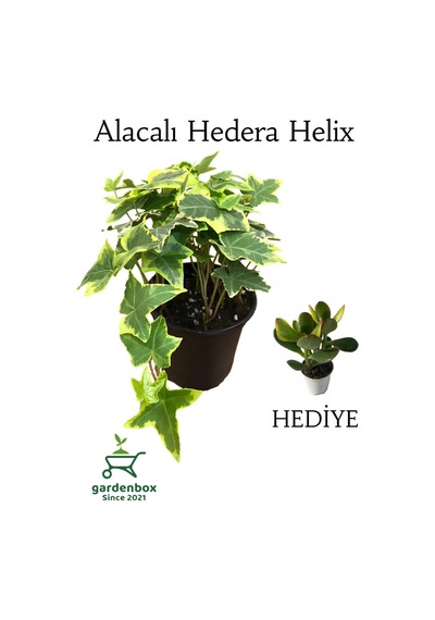 Alacalı Hedera Helix Duvar Ağaç Sarmaşığı 1 Adet Saksılı 20-40cm+para Yeşim Çiçeği