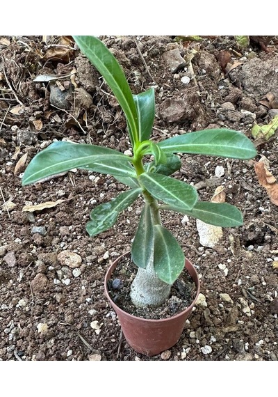 10 Adet 5.5 Luk Saksıda Adenium Çöl Gülü Çiçeği Fidanı Pakedi Mix Karışık 1