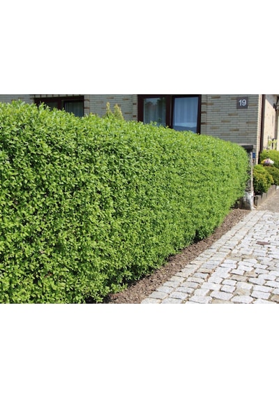 Ligustrum Kurtbağrı 10 Adet - Çit Bitkisi