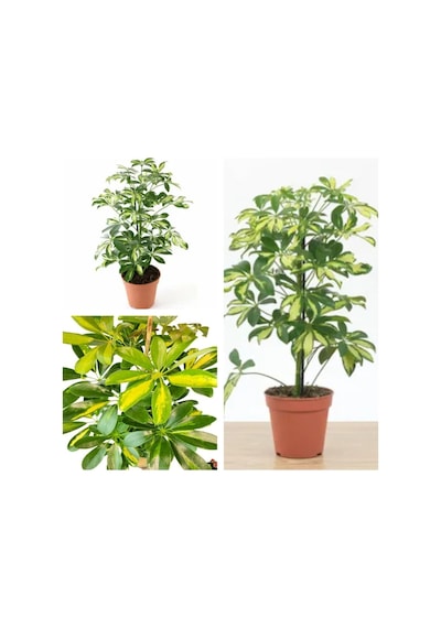 Videolu Tek Dal Tebrik Hediyesi Alacalı Şeflera Çiçeği 50-70 Cm Saksılı Iç Mekan Bitki Schefflera