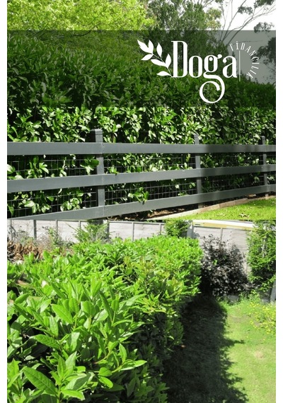 Kartopu Ağacı Fidanı Viburnum Lucidum