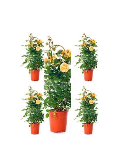 Sarı Kokulu Gül Fidanı 50-70 Cm 5 Adet Saksılı Bahçe Gülü Yellow Roses
