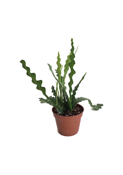 Epiphyllum Anguliger (Atlas Çiçeği) Ø8,5 CM Y15-20 CM
