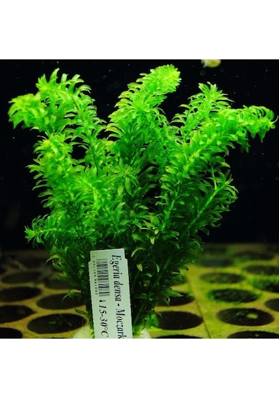 Eledoa Densa Egeria 30 Cm Akvaryum Bitkisi Canlı Bitki 5 Dal